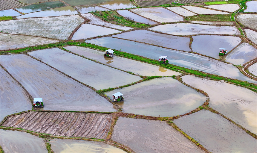 種糧戶駕駛插秧機在進行機械化插秧，田間地頭一派繁忙景象。人民網 朱海鵬攝