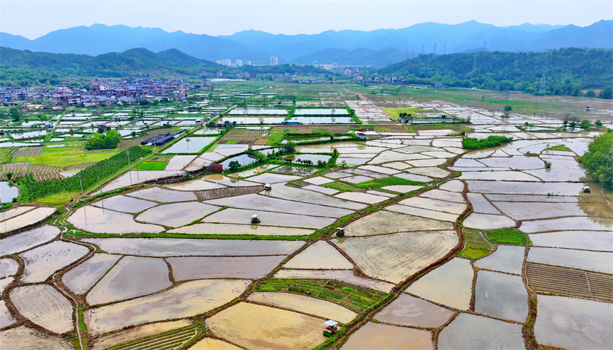種糧戶駕駛插秧機在進行機械化插秧，田間地頭一派繁忙景象。人民網 朱海鵬攝