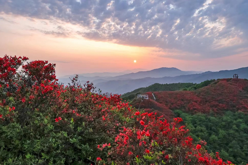 在江西省萍鄉市湘東區廣寒寨鄉的月上廣寒景區，近萬畝野生杜鵑花競相開放。夏孟遷攝