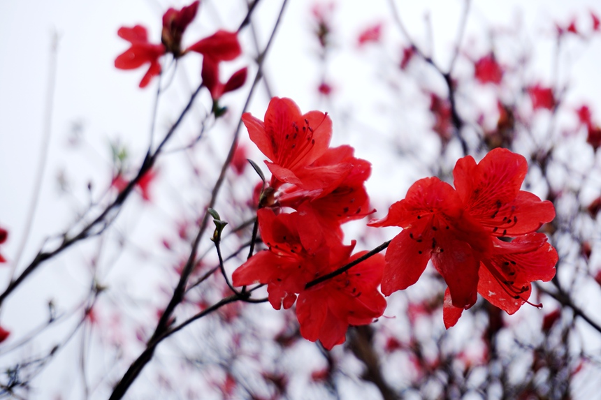 杜鵑花競相開放。夏孟遷攝