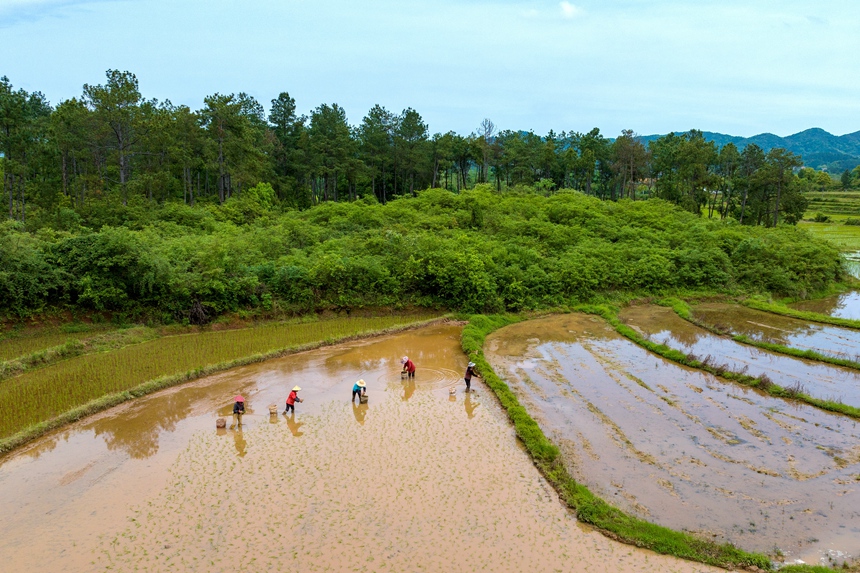 村民正在栽插早稻秧苗。廖敏攝