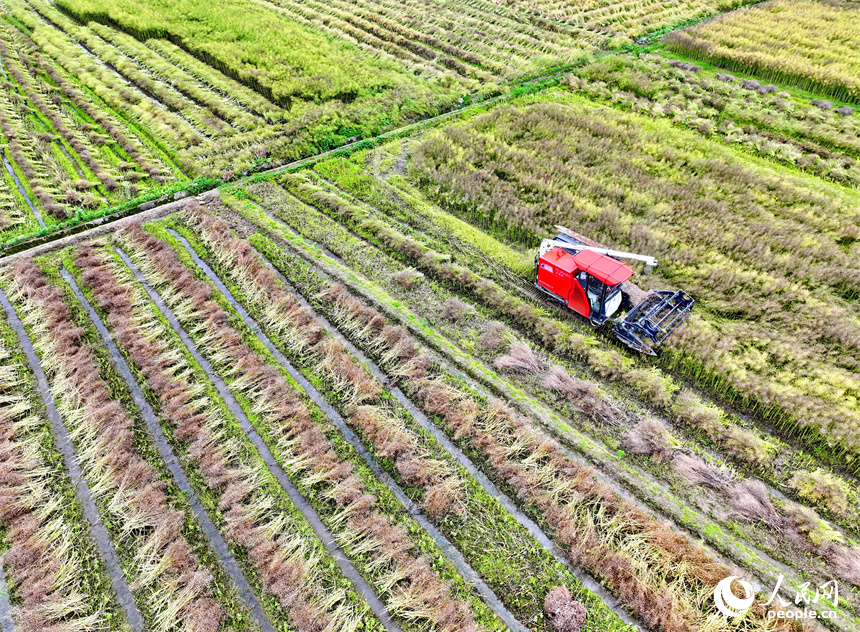 吉安市遂川縣泉江鎮窗溪村，農戶駕駛收割機在采收油菜籽。人民網 朱海鵬攝