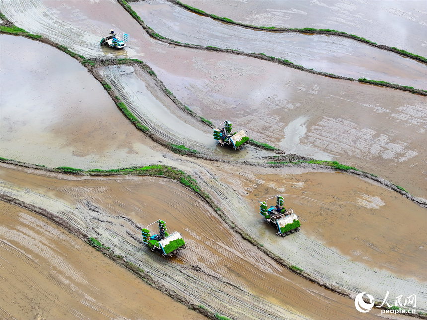 吉安市永新縣臺嶺鄉布淌村，農事服務中心的青年農技員駕駛插秧機在田間進行插秧作業。人民網 朱海鵬攝