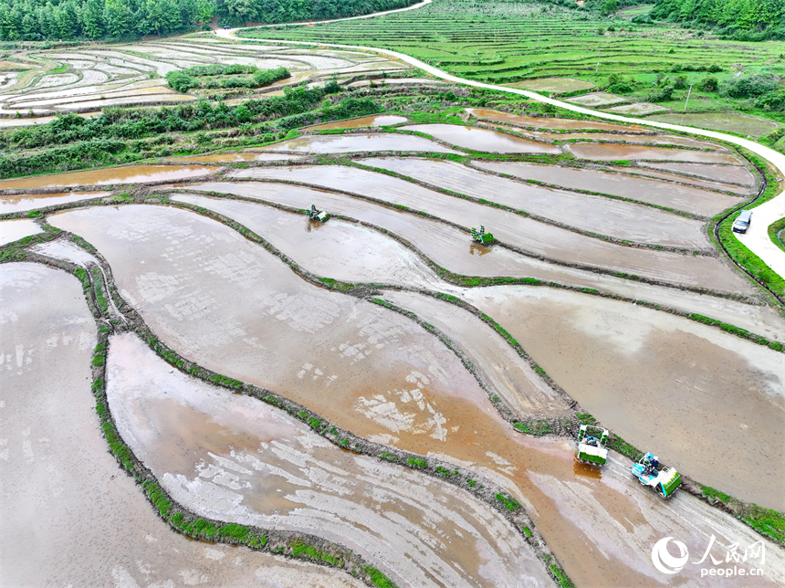 吉安市永新縣臺嶺鄉布淌村，農事服務中心的青年農技員駕駛插秧機在田間進行插秧作業。人民網 朱海鵬攝