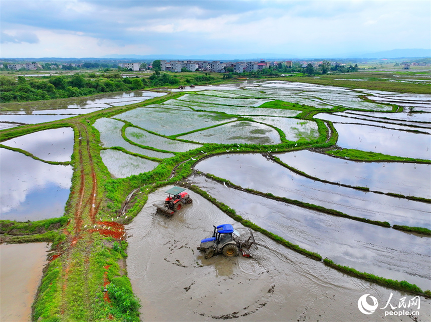 吉安市永新縣臺嶺鄉布淌村，農事服務中心的青年農技員駕駛插秧機在田間進行插秧作業。人民網 朱海鵬攝