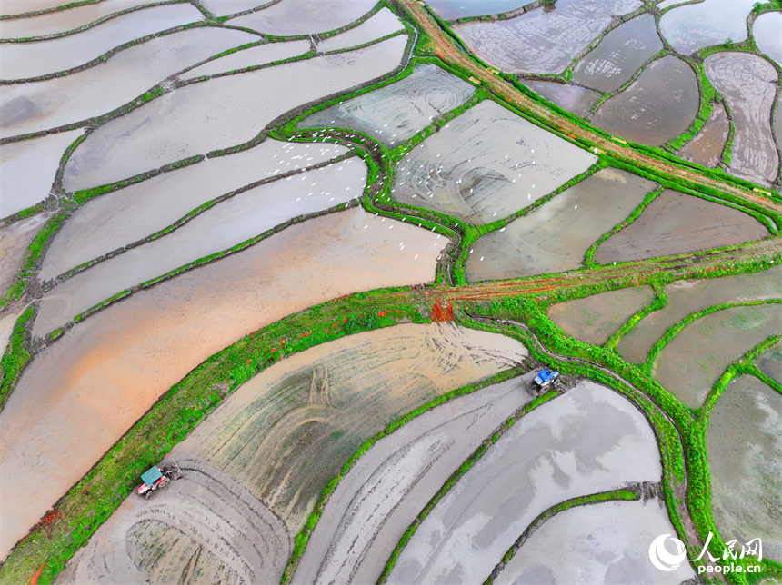 吉安市永新縣臺嶺鄉布淌村，農事服務中心的青年農技員駕駛插秧機在田間進行插秧作業。人民網 朱海鵬攝