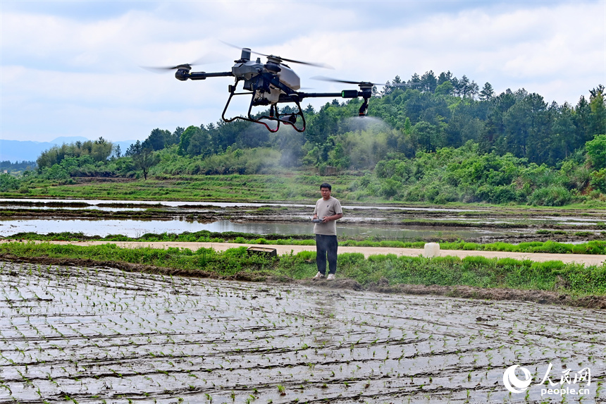 吉安市永新縣臺嶺鄉布淌村，農事服務中心的青年農技員在遙控植保無人機進行農田管護作業。人民網 朱海鵬攝