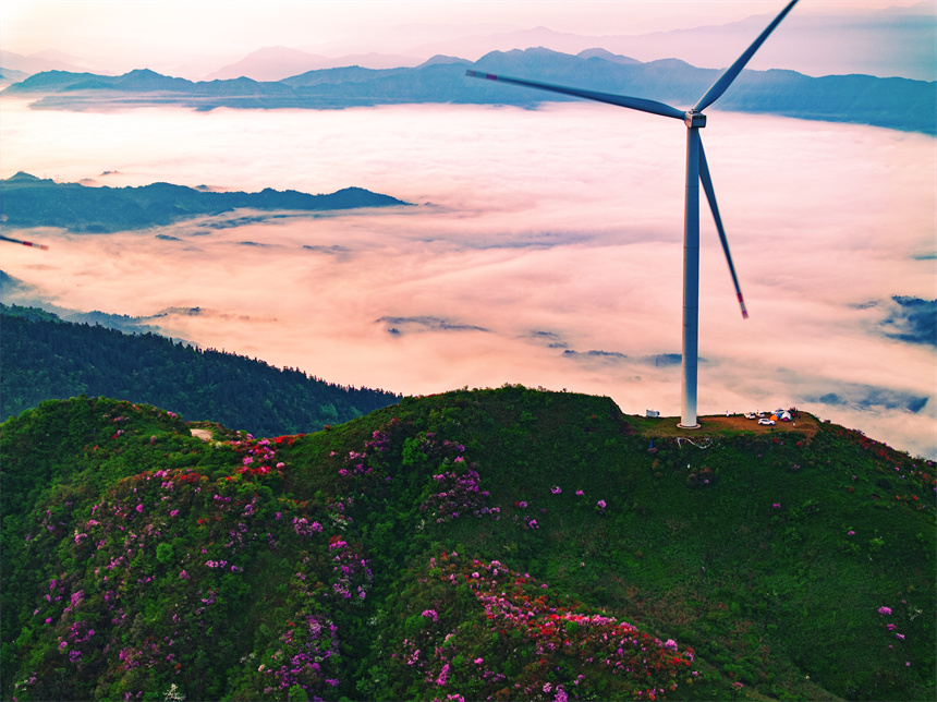 漫山杜鵑花綻放，與云海交相輝映。黃嫘禹攝