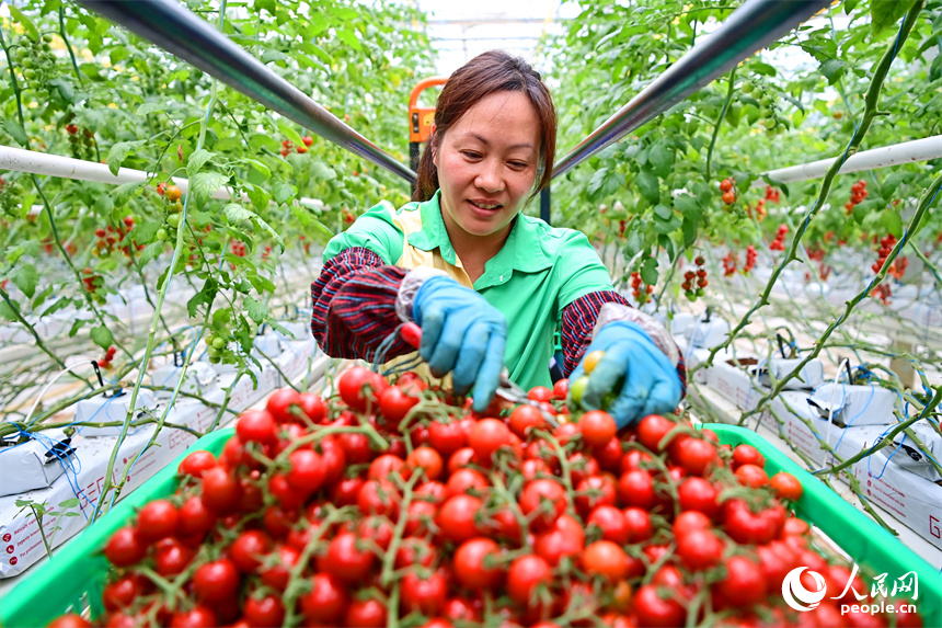 工人在智能溫控大棚內采摘小番茄，供應“五一”假期市場。人民網 朱海鵬攝