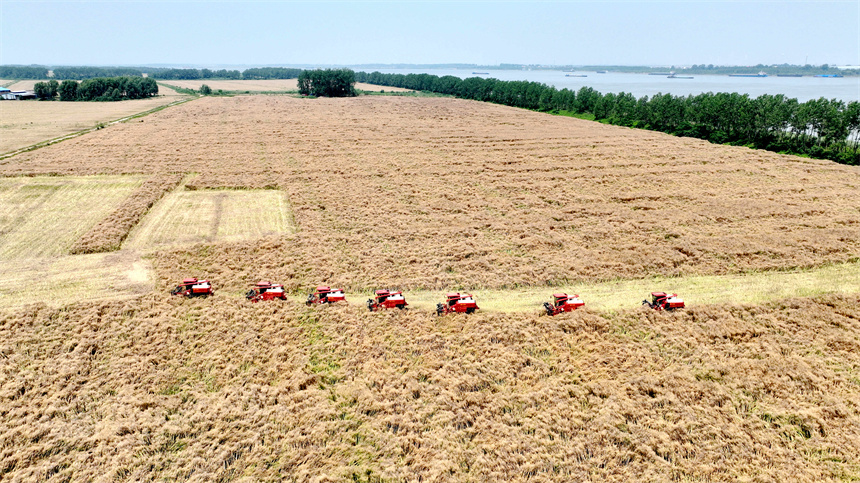 在彭澤縣萬畝油菜基地，農機手駕駛收割機收割油菜籽。彭琴攝