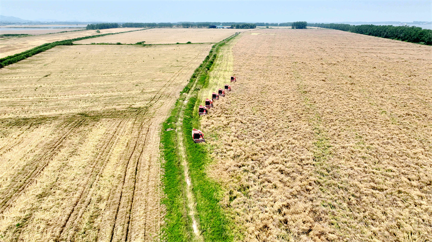 在彭澤縣萬畝油菜基地，農機手駕駛收割機收割油菜籽。彭琴攝