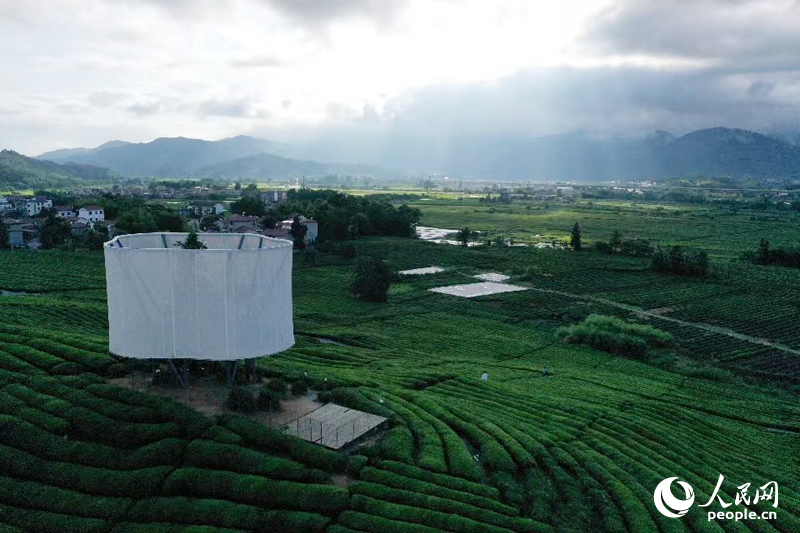 江西省浮梁縣寒溪村史子園，藝術品《大地之燈》與茶園相得益彰。人民網記者 時雨攝