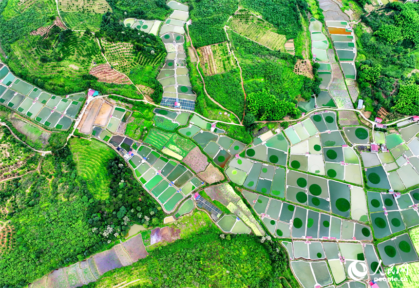 撫州市南豐縣太和鎮的甲魚養殖塘星羅棋布、色彩斑斕。人民網 朱海鵬攝