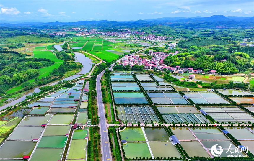 撫州市南豐縣太和鎮的甲魚養殖塘星羅棋布、色彩斑斕。人民網 朱海鵬攝