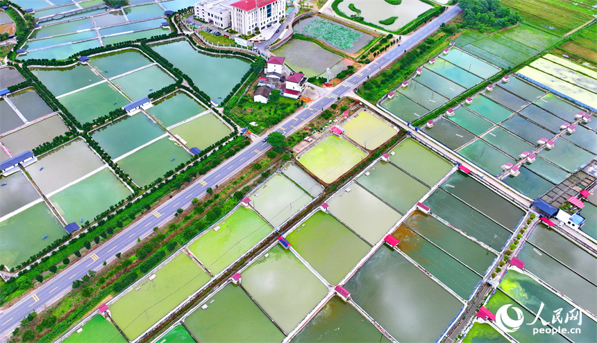 撫州市南豐縣太和鎮的甲魚養殖塘星羅棋布、色彩斑斕。人民網 朱海鵬攝