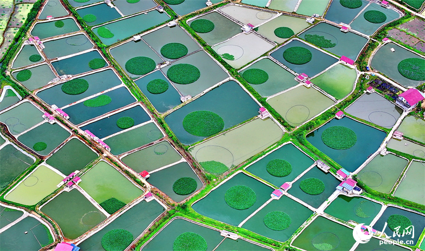 撫州市南豐縣太和鎮的甲魚養殖塘星羅棋布、色彩斑斕。人民網 朱海鵬攝