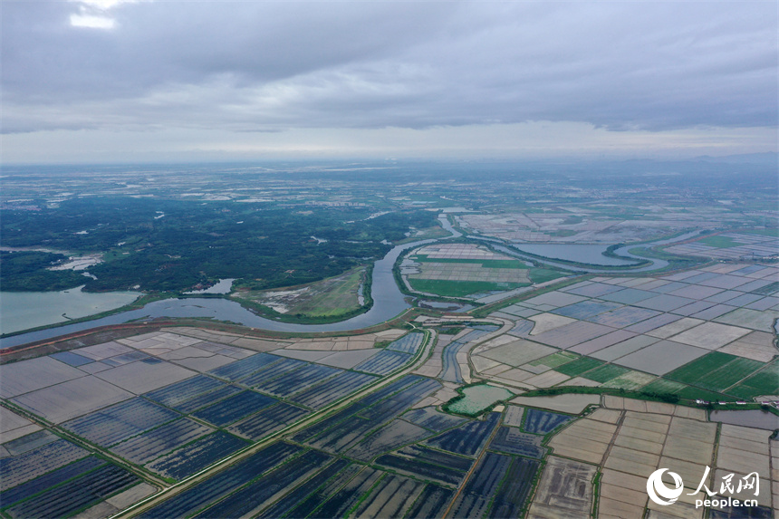 吳城鎮萬余畝良田與鄱陽湖、修河水道隔堤相映。人民網記者 時雨攝