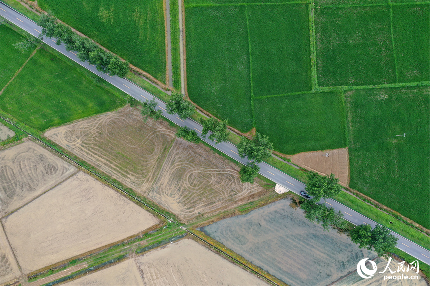 吳城鎮萬余畝良田經過高標準建設后，提高了農業綜合生產能力。人民網記者 時雨攝
