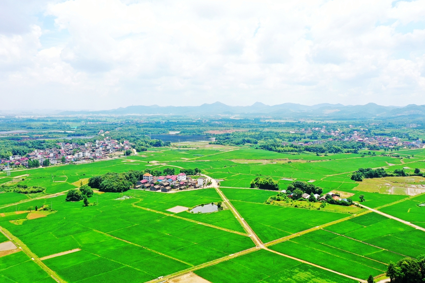 航拍江西省撫州市東鄉區虎圩鄉高標準農田。饒方其攝