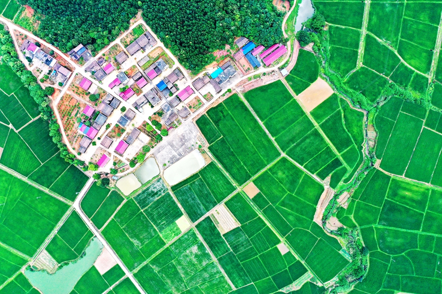 航拍江西省撫州市東鄉區虎圩鄉高標準農田。饒方其攝
