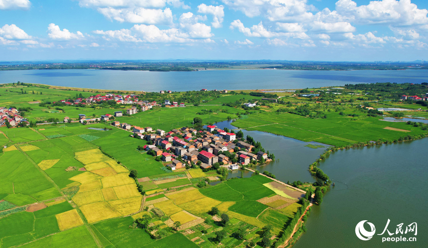 南昌縣幽蘭鎮少城村早稻逐漸轉黃，與河流、道路及村居構成一幅美麗的田園畫卷。人民網記者 毛思遠攝