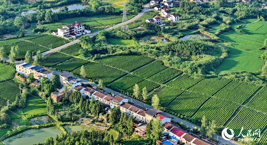 撫州市金溪縣秀谷鎮的一處有機生態茶場，一壟壟茶樹與村莊農房、柏油公路、金色稻田相互映襯，綠景如畫。人民網 朱海鵬攝