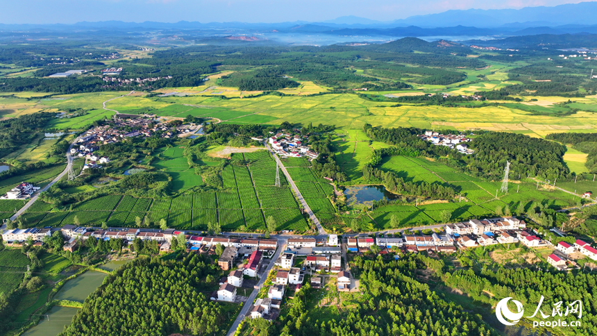 撫州市金溪縣秀谷鎮的一處有機生態茶場，一壟壟茶樹與村莊農房、柏油公路、金色稻田相互映襯，綠景如畫。人民網 朱海鵬攝