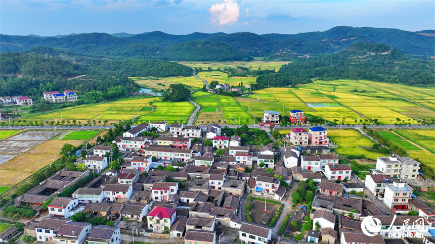 撫州市東鄉區黎圩鎮潭江村，高標準農田里金燦燦的早稻與村莊古建、綠樹青山相映襯，一幅夏日鄉村豐收畫卷鋪展開來。人民網 朱海鵬攝