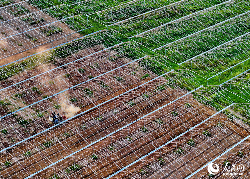 撫州市金溪縣滸灣鎮中洲村，村民在翻耕蔬菜種植基地土壤，為下一步施肥、覆膜和栽種蔬菜做準備。人民網 朱海鵬攝