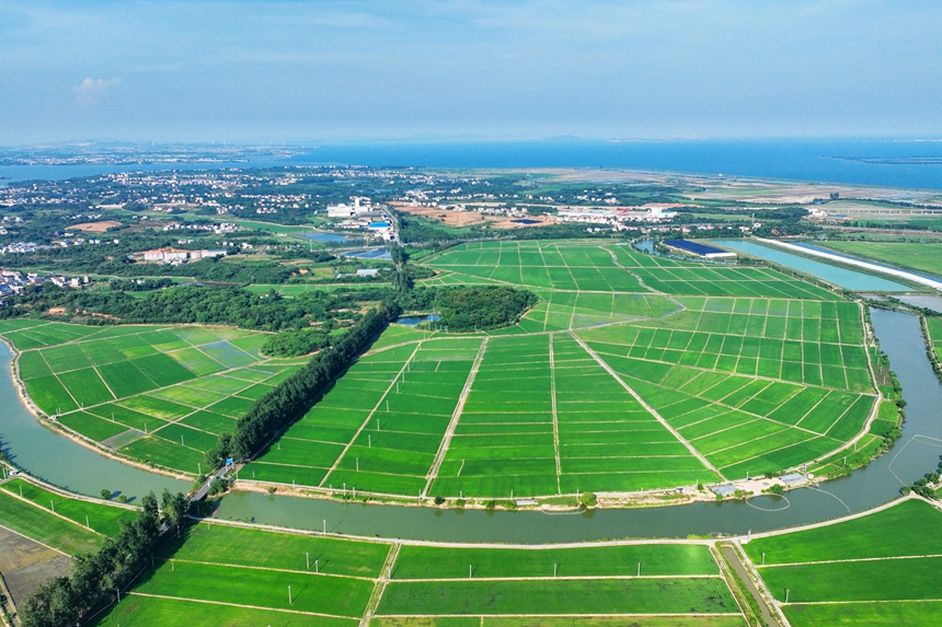 無人機俯瞰下的江西省共青城市青山如黛。潘成攝