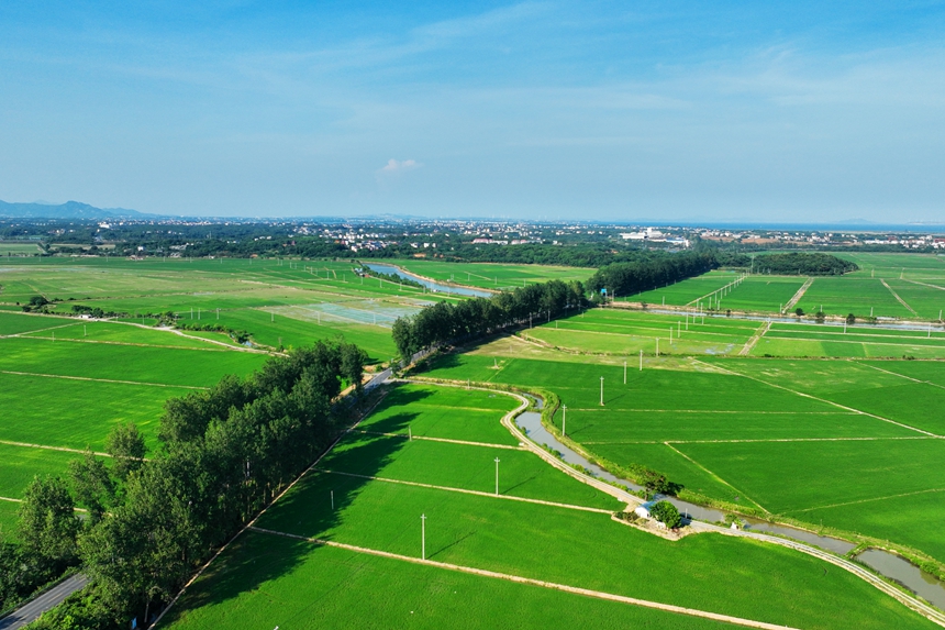 無人機俯瞰下的江西省共青城市美景如畫。潘成攝