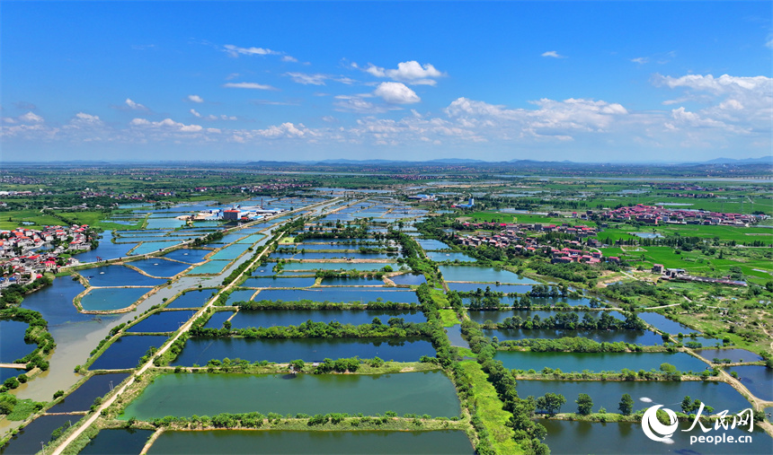 南昌縣武陽鎮朱坊村，鱗次櫛比的魚塘與鄉村房屋、公路、稻田相映相稱、風景怡人。人民網 朱海鵬攝