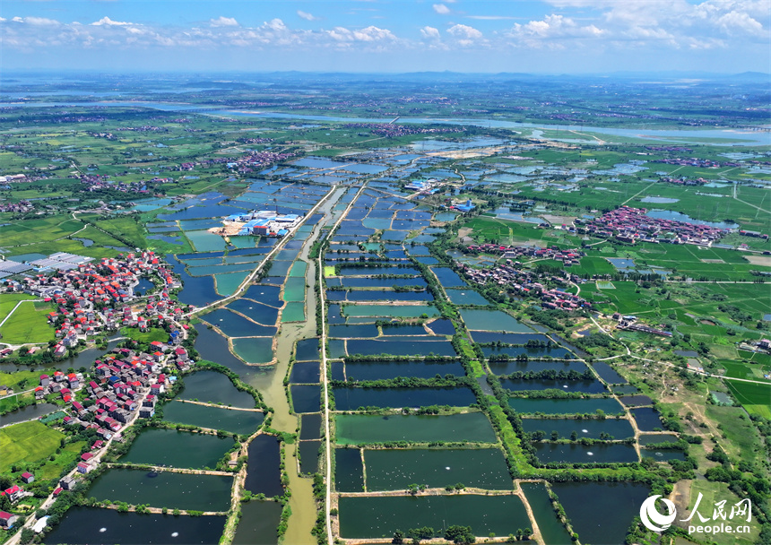 南昌縣武陽鎮朱坊村，鱗次櫛比的魚塘與鄉村房屋、公路、稻田相映相稱、風景怡人。人民網 朱海鵬攝