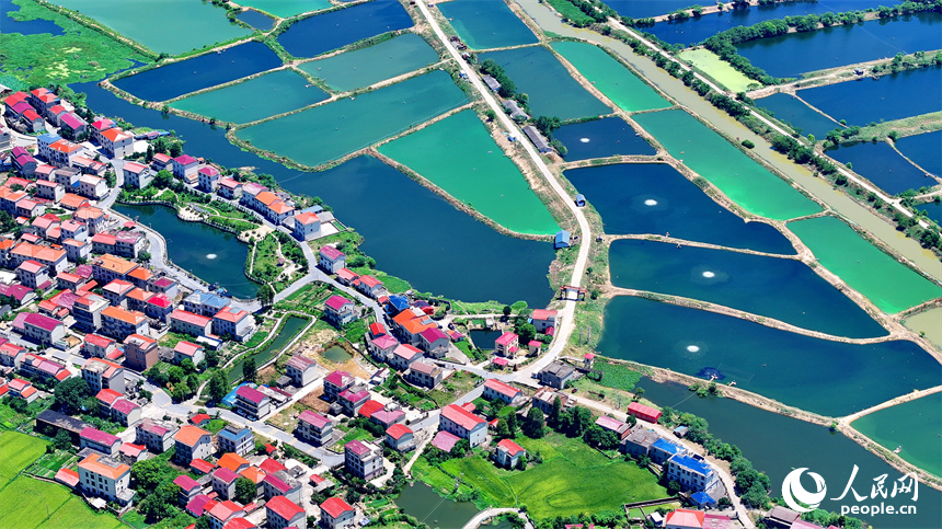 南昌縣武陽鎮朱坊村，鱗次櫛比的魚塘與鄉村房屋、公路、稻田相映相稱、風景怡人。人民網 朱海鵬攝