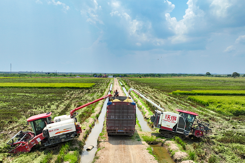 當地種植戶搶抓農時，開鐮收割。潘成攝