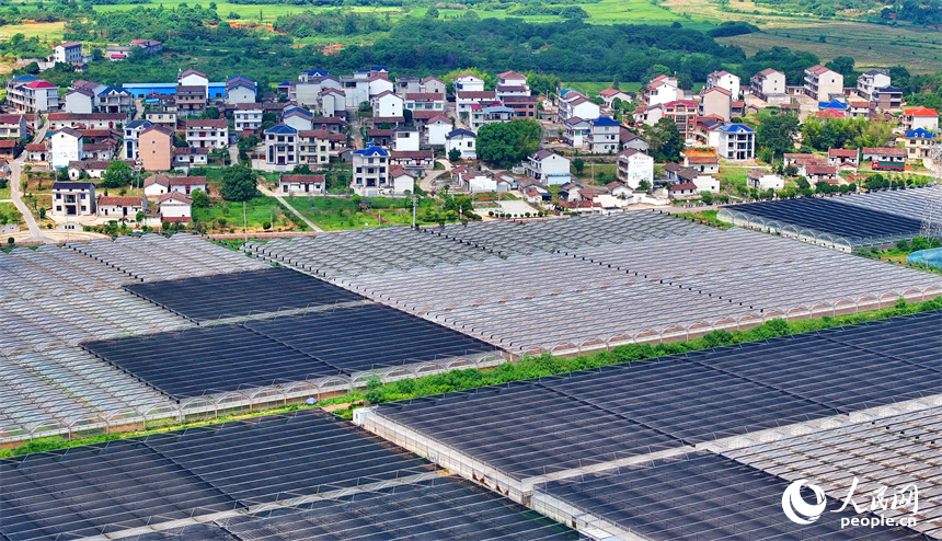 撫州市東臨新區七里崗鄉的一家農業科技有限公司產業園設施農業大棚林立。人民網 朱海鵬攝