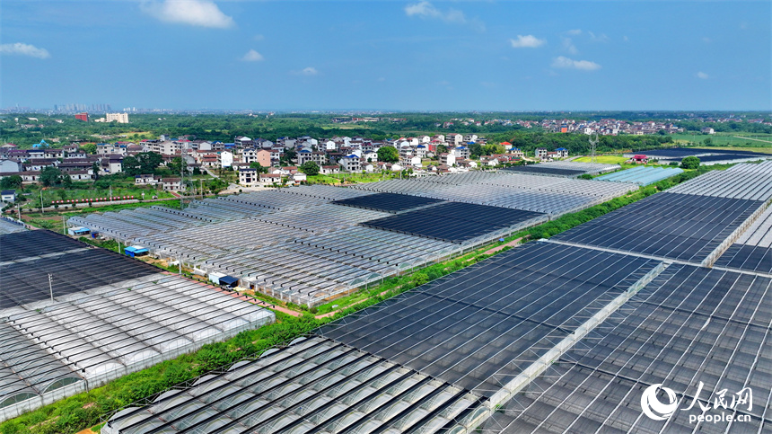 撫州市東臨新區七里崗鄉的一家農業科技有限公司產業園設施農業大棚林立。人民網 朱海鵬攝