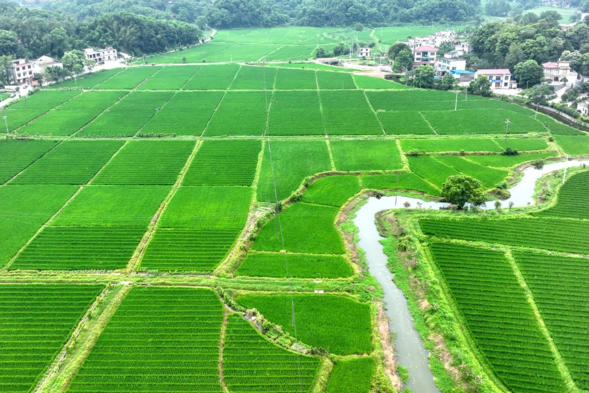 航拍鏡頭下的江西省萍鄉市湘東區排上鎮官橋村雜交水稻制種基地。李桂東攝
