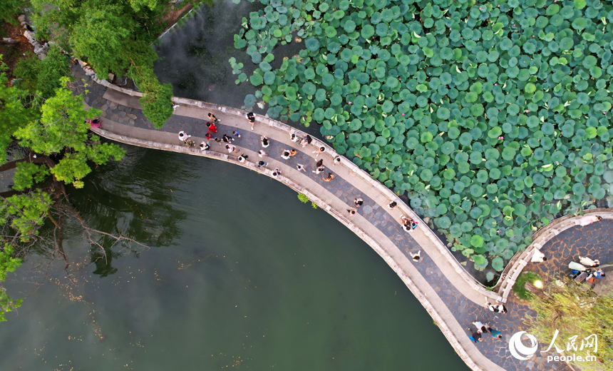 市民、游客在南昌百花洲賞荷拍照，消暑納涼。人民網記者 毛思遠攝