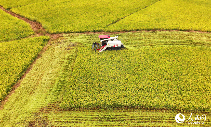 德興市大茅山鎮，再生稻由青轉黃，顆粒飽滿，農機手駕駛收割機加緊收割。人民網 朱海鵬攝