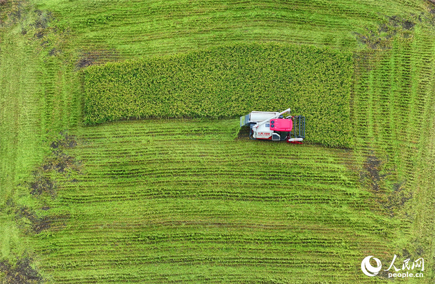 德興市大茅山鎮，再生稻由青轉黃，顆粒飽滿，農機手駕駛收割機加緊收割。人民網 朱海鵬攝