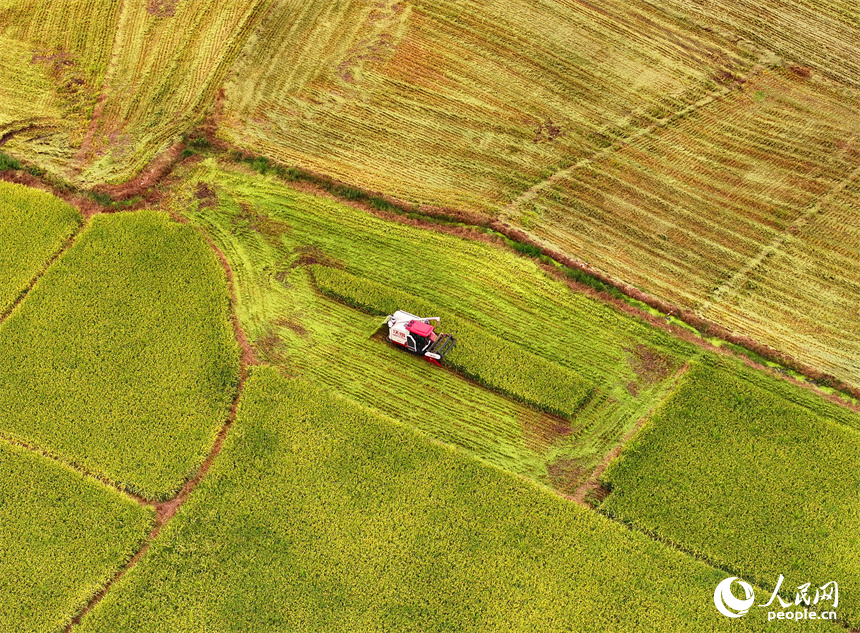 德興市大茅山鎮，再生稻由青轉黃，顆粒飽滿，農機手駕駛收割機加緊收割。人民網 朱海鵬攝