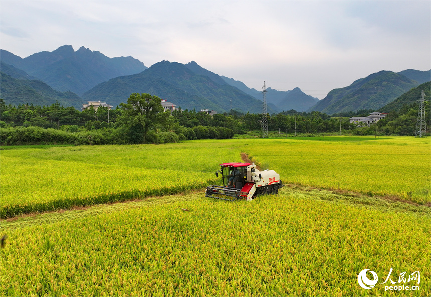 德興市大茅山鎮，再生稻由青轉黃，顆粒飽滿，農機手駕駛收割機加緊收割。人民網 朱海鵬攝