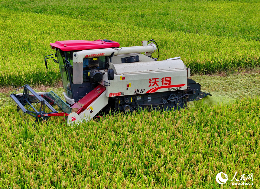 德興市大茅山鎮，再生稻由青轉黃，顆粒飽滿，農機手駕駛收割機加緊收割。人民網 朱海鵬攝