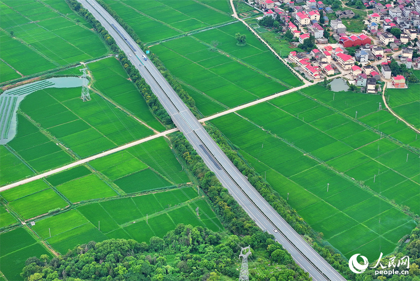 宜春市上高縣泗溪鎮藕塘村，高標準農田栽植的水稻長勢良好，陸續開始吐穗。人民網 朱海鵬攝