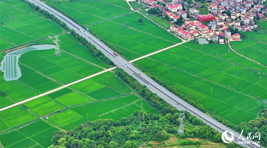 宜春市上高縣泗溪鎮藕塘村，高標準農田栽植的水稻長勢良好，陸續開始吐穗。人民網 朱海鵬攝