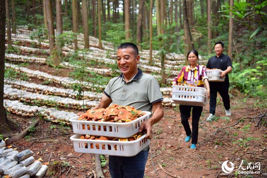 村民正在搬運采摘的樟芝。人民網記者 時雨攝