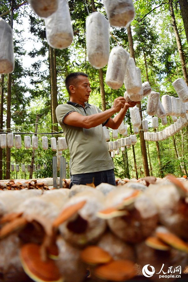 村民正在管理林間的菌包。人民網記者 時雨攝