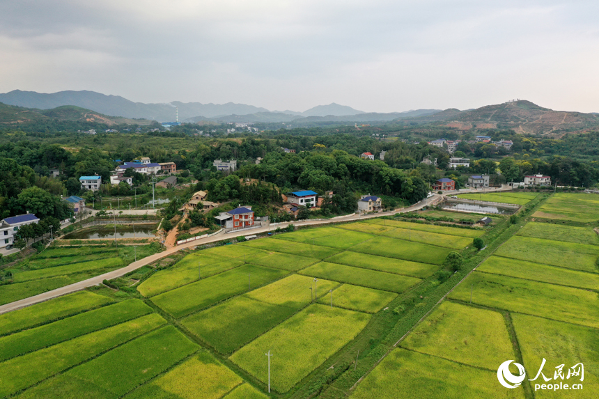 曾經的“煤陷區”經過礦區復綠、鄉村治理后綠意盎然，在秋季即將迎來豐收。人民網記者 時雨攝