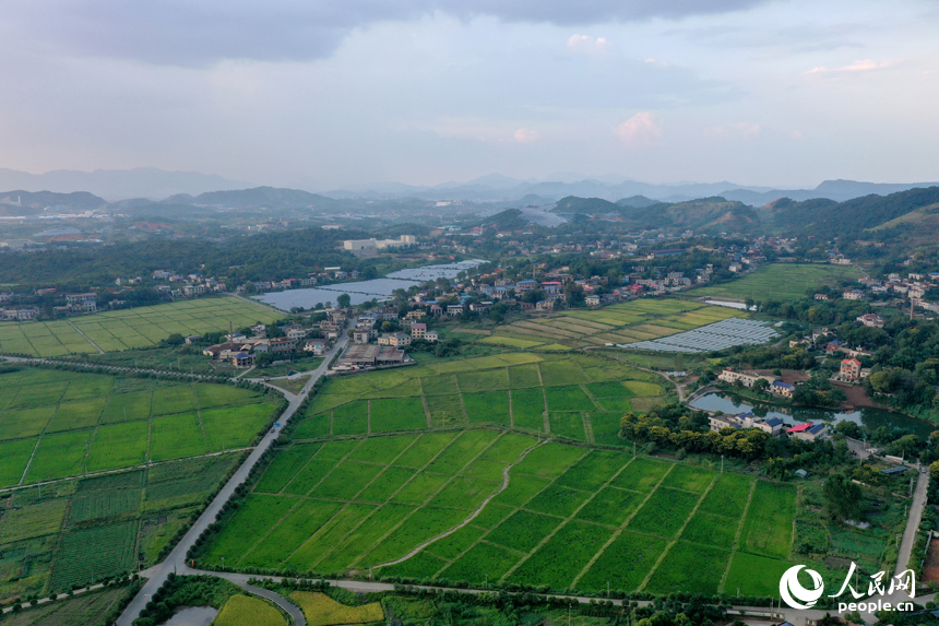 曾經的“煤陷區”經過礦區復綠、鄉村治理后綠意盎然，“煤村”蝶變成為“美村”。人民網記者 時雨攝